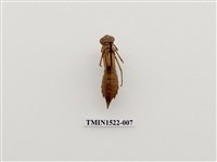 藏品(水生昆蟲)的圖片